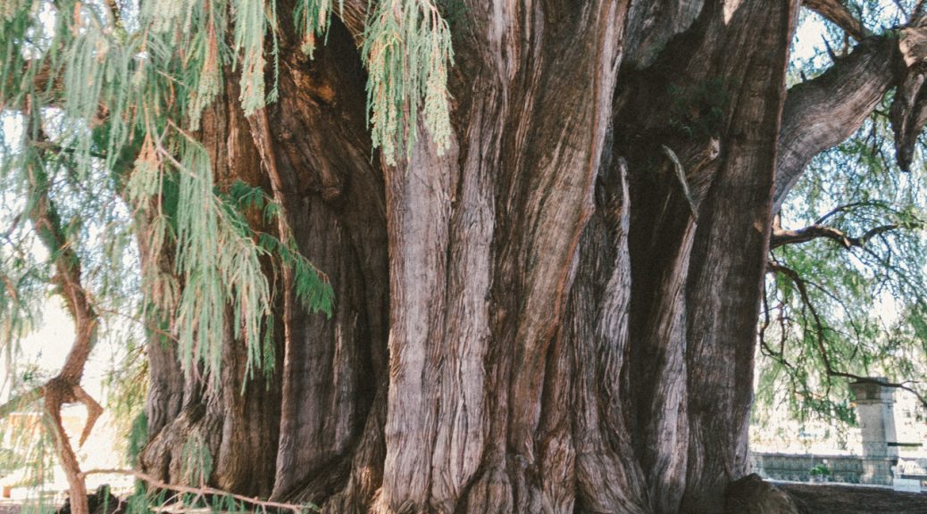 El Tule Arbol Del Tule Stoutest Trunk エルトゥーレ トゥーレの木 世界で一番太い木 世界23周の旅 World Odyssey 23 Laps Rond The World