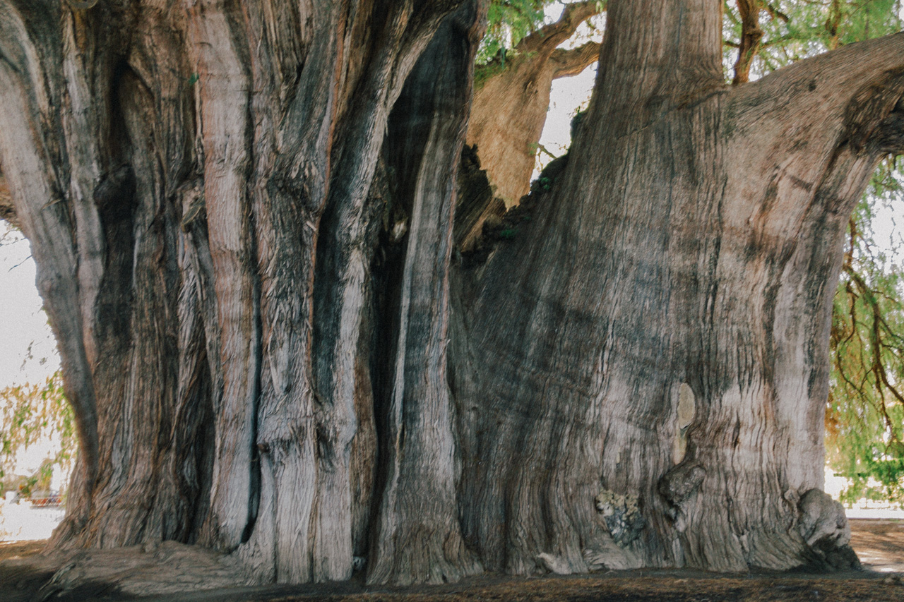 Oaxaca El Tule15 世界23周の旅 World Odyssey 23 Laps Rond The World